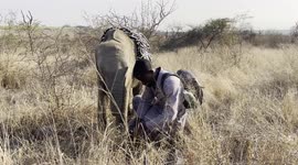 Tender moments in the bush between orphaned albino elephant, Khanyisa, and her carer, Willinton