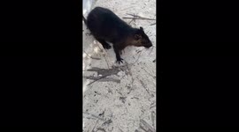 A tree rat drinks beer from a can in Cuba