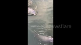 Friendly dolphins smile at people in Cayos Blancos, Cuba