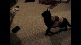 an American black short hair cat training video, sit.