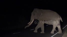 Hungry elephant strays towards road in Sri Lanka