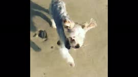 Three legged dog 1st time on a beach in Wexford, Ireland