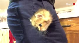 'SUPER ADORABLE Kitten Loves Staying in her Owner's Pocket'