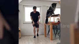 Clever pooch plays Jenga and Connect Four like a pro