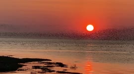 Stunning video shows a flocking of knot birds flying together in front a setting sun