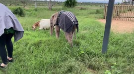 A quiet morning of grazing at the HERD orphanage for albino elephant calf Khanyisa and her companion sheep, Lammie
