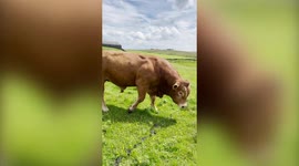 Stubborn Yorkshire bull refuses to cooperate with a herding dog
