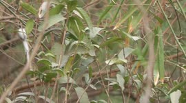 Birds of a rare species(Long Tail Bird)