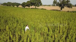 UK farmers praise hemp as 
