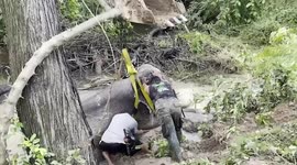 Elephant rescued after slipping into muddy pit after heavy rain in Thailand