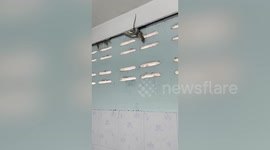 Hungry snake crushes rat it caught in toilet