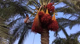 Oddly satisfying moment Palestinian harvest palm fruit called 'tigers'