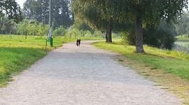 Cute dog rides on a swing during a walk, Minsk, Belarus