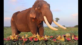 Have you seen beautiful elephants eating their food with so much fervor? If not then take a look now