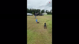 Cute reunion upstaged by hilarious dog dragging herself across field