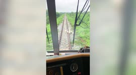 Adorable moment GEESE waddle along train tracks delaying passengers in Thailand