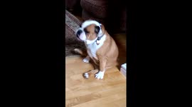 Funny bulldog struggles to scratch an itch