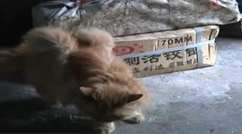 Stray cat grows furry 'wings' in China