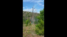 Burning tree falls after Arizona lightning strike