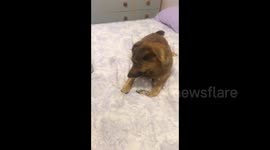 Dog Howls to Bagpipes (bagpipes.mp4)