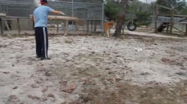 Carl gets hit harder then an NFL QB - Tiger Tackle