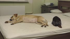 Dog refuses to share bed with companion - Original sound