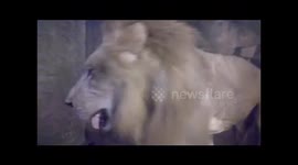 Lion Outide Toilet Window