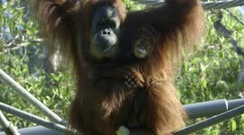 A Baby Orangutan Timidly Explores a Jungle Gym With Mom