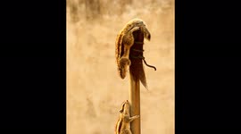 One in a million moment captured by a photographer of squirrels sharing some secret information in between them