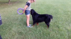 Belarusian Dog begs for a toy