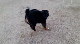 Smart dog from Minsk, Belarus walks itself