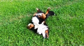 A dog named Betsy bathes and dries on the grass, Minsk, Belarus
