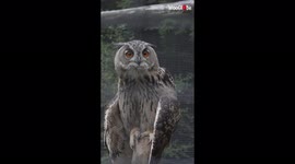 You'd definitely lose a starting contest with this intense owl