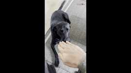 'Owner has a funny 'Kung Fu' fight with his pet dog'