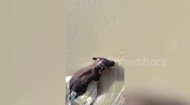 Elephant becomes stranded after wading into flooded river in India