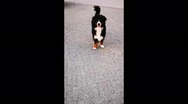 A dog sings along to the Oginsky music bench in the center of Minsk