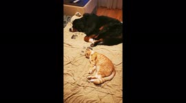 A dog and a cat are sleeping peacefully together in Minsk, Belarus