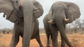 Meet the amazing rescued tuskers at South Africa’s first elephant orphanage