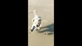 Meet Trixey, the dog who doesn't let having 3 legs stop him from loving life