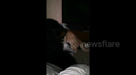 Cute fight between a cat and a dog, Minsk, Belarus