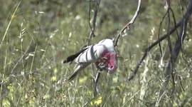 Getting their wild oats – pink and grey Galahs feast after good winter rains