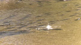 Crowds of tourists line up to watch annual fall salmon run in Canada