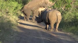 Rhino attempting to mate + other rhino footage