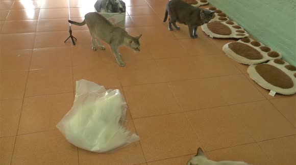 Cats attack over a plastic bag but kiss and make up