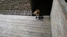 Fox shows up looking for snacks at private party in Bosnia