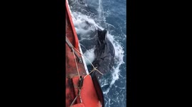 Vietnamese fishermen discovered a 12-meter-long whale shark trapped in their fishing net