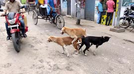 The funny street dogs mating togather in middle the street in very well blance