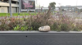 Memorial stone for Pepi the dog to Edinburgh Airport still in place since early July 2021