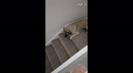 'The gripping tale of a curious dog and a ball of string'