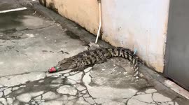 Firefighters catch runaway crocodile that wandered into Chinese residential community